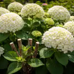 1776150943_hoe-de-voorjaarssnoei-hortensias-in-grote-pluimen-laat-bloeien.png