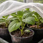 aubergine-zaailingen-beschermen-tegen-de-voorjaarszon-met-een-eenvoudige-methode.png