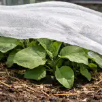 aubergine-zaailingen-beschermen-tegen-de-voorjaarszon-zonder-verliezen.png