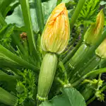 courgettebloesems-worden-verspild-en-produceren-geen-eierstokken-door-een-eenvoudige.png