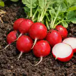 De geheime methode om zoete lenteradijs te kweken zonder een druppel bitterheid de-geheime-methode-om-zoete-lenteradijs-te-kweken-zonder-een.png