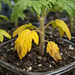 de-grootste-fout-van-voorjaarsbemesting-of-waarom-tomatenzaailingen-geel-worden.png