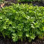 dichte-peterselieoogst-in-het-vroege-voorjaar-zonder-te-wachten-op.png