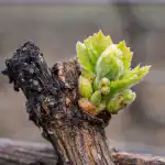 Geheime oorzaken van lege wijnstokken na een koude lente en een reddingsplan geheime-oorzaken-van-lege-wijnstokken-na-een-koude-lente-en.png