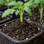 geheimen-van-het-redden-van-langwerpige-tomatenzaailingen-op-een-schaduwrijk.png