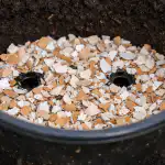 gratis-eierschaal-drainage-beschermt-de-wortels-van-je-planten-tegen.png