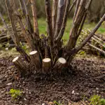 Het belangrijkste geheim van bessensnoei in het voorjaar voor een ongekende bessenoogst het-belangrijkste-geheim-van-bessensnoei-in-het-voorjaar-voor-een.png