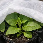 het-geheim-om-te-voorkomen-dat-auberginezaailingen-verwelken-in-de.png