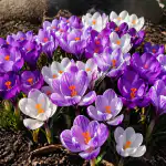 het-geheim-van-weelderig-bloeiende-krokussen-zelfs-op-de-meest.png