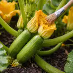hoe-de-eerste-courgetteoogst-te-redden-van-holle-bloesems-en.png