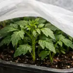 hoe-je-bleke-tomatenzaailingen-in-een-paar-dagen-kunt-redden.png