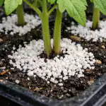 hoe-je-tomatenzaailingen-in-de-lente-kunt-redden-van-zwartbenigheid.png