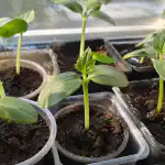 hoe-komkommerzaailingen-niet-trekken-op-de-vensterbank-zonder-speciaal-licht.png