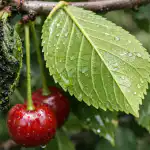 hoe-voorgoed-van-bladluizen-op-kersen-afkomen-en-de-zomeroogst.png