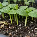 komkommerzaailingen-redden-zodat-ze-niet-vergelen-en-in-een-dag.png