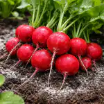 mijn-geheime-methode-om-een-enorme-oogst-sappige-radijsjes-te.png