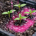 roze-elixer-voor-lentetuin-beschermt-zaailingen-tegen-verborgen-ziekten.png