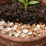 waarom-ervaren-tuiniers-eierschalen-kiezen-voor-het-verplanten-van-planten.png