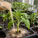 Waarom ervaren tuiniers voorjaarszaailingen voeden met gewone bakkersgist waarom-ervaren-tuiniers-voorjaarszaailingen-voeden-met-gewone-bakkersgist.png