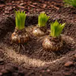 Waarom je lelies weigeren te bloeien in de lente en hoe je deze fout snel kunt herstellen waarom-je-lelies-weigeren-te-bloeien-in-de-lente-en.png